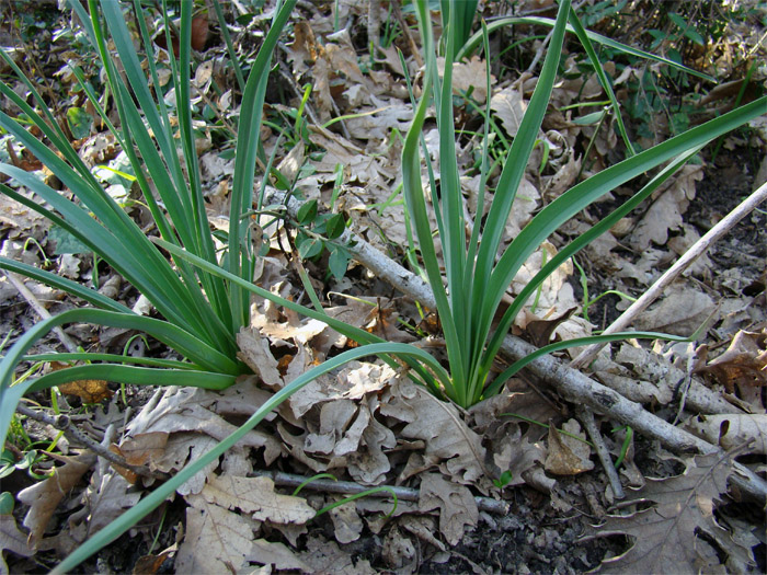 Asphodelus sp.